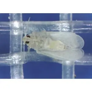 Plasa protectie contra insectelor 3341BT BIORETE 40 MESH
