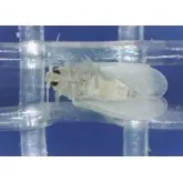 Plasa protectie contra insectelor 3341BT BIORETE 40 MESH