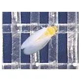 Plasa protectie contra insectelor 3350BT BIORETE 50 MESH