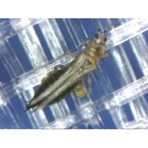 Plasa protectie contra insectelor 3382BT BIORETE 80 AIR PLUS