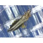Plasa protectie contra insectelor 3382BT BIORETE 80 AIR PLUS