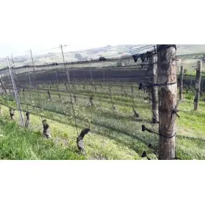 Coarda elastica 4330NE 8 mm