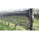 Coarda elastica 4330NE 8 mm