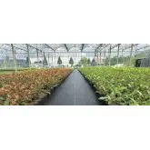 Agrotextil mulcire Agrolys BL90, negru 90 g/mp, 15x100 cm