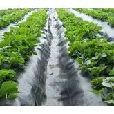 Agrotextil mulcire Agrolys BL100, negru 100 g/mp, 25x12.5 cm