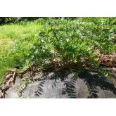 Agrotextil mulcire Agrolys GR86, verde 86 g/mp, L25