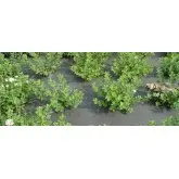 Agrotextil mulcire Okolys GR110, verde 110 g/mp, L25