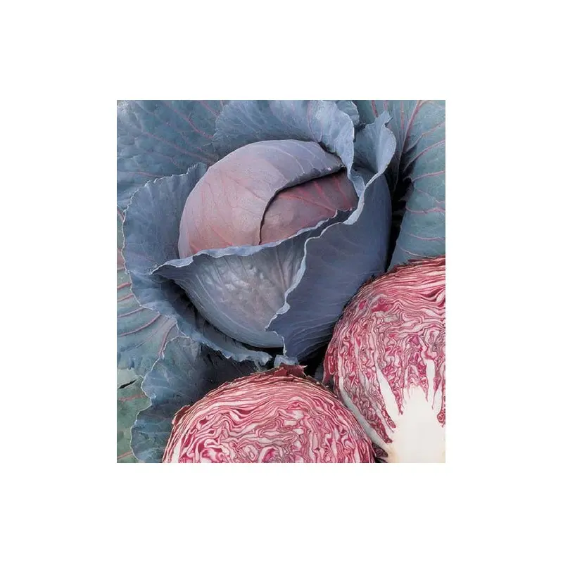 Seminte varza rosie Red Dynasty F1