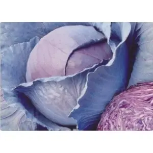 Seminte varza rosie Red Dynasty F1