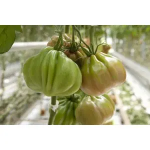 Seminte tomate Gigawak F1