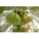 Seminte tomate Gigawak F1