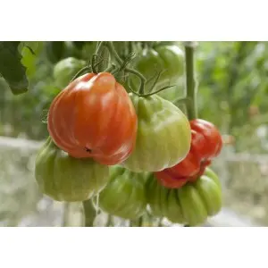 Seminte tomate Gigawak F1