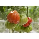 Seminte tomate Gigawak F1