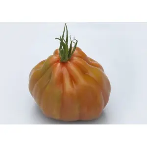 Seminte tomate Gigawak F1