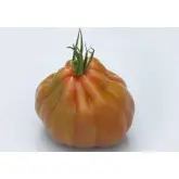 Seminte tomate Gigawak F1