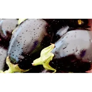 Seminte vinete Mercury F1 (AS8E005)