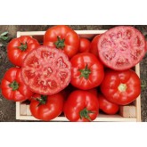 Seminte tomate Marifet F1