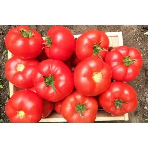 Seminte tomate Marifet F1