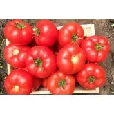 Seminte tomate Marifet F1