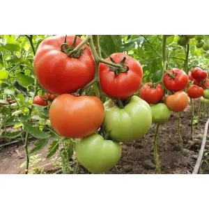 Seminte tomate Marifet F1