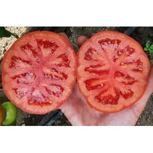 Seminte tomate Marifet F1