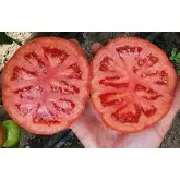 Seminte tomate Marifet F1