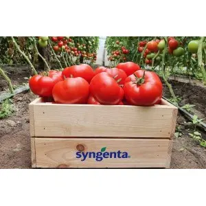 Seminte tomate Marifet F1
