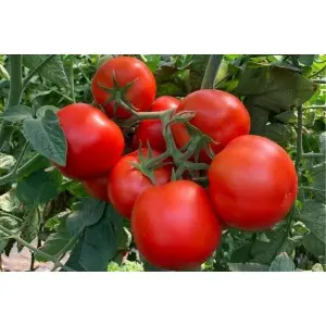 Seminte tomate Paronema F1