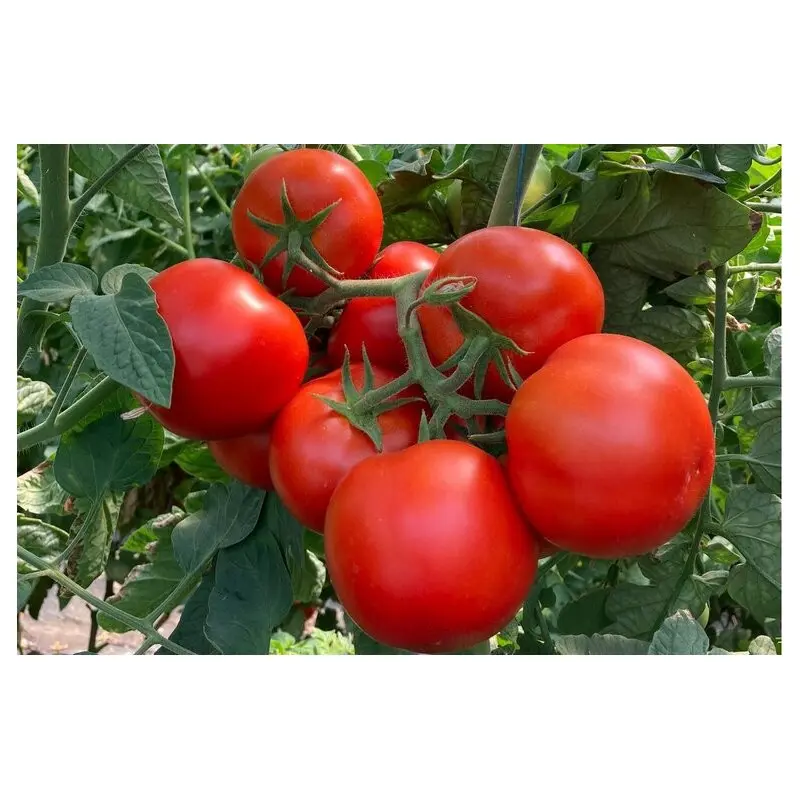 Seminte tomate Paronema F1