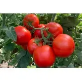 Seminte tomate Paronema F1