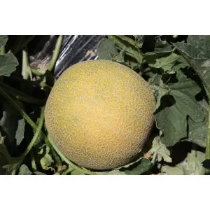 Seminte pepene galben Gharam F1