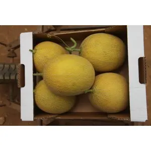 Seminte pepene galben Gharam F1