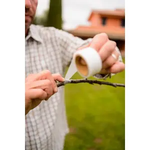 Banda pentru altoit Buddy Tape, 25 mm, fara perforatii