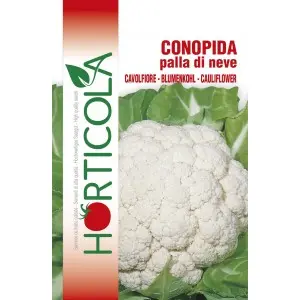 Seminte conopida Palla di Neve Horticola