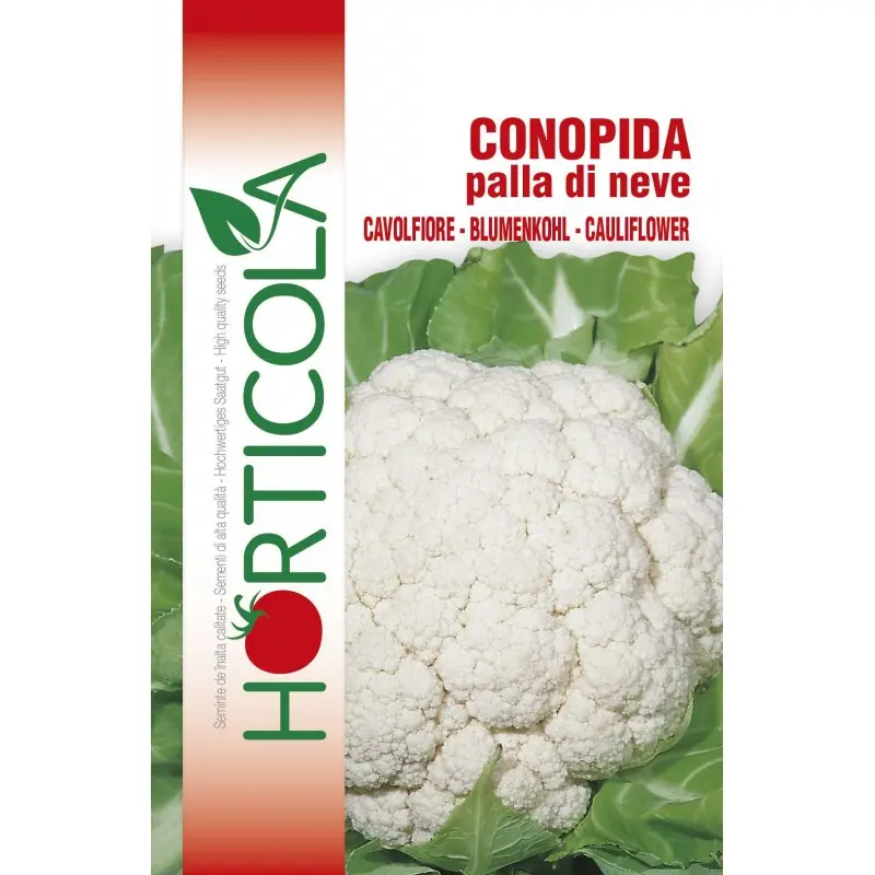 Seminte conopida Palla di Neve Horticola