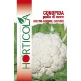 Seminte conopida Palla di Neve Horticola