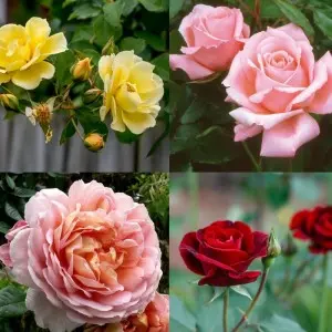 Pamant pentru trandafiri Roze