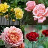 Pamant pentru trandafiri Roze