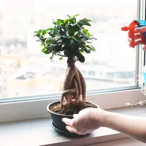 Pamant pentru bonsai Bonsai