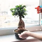 Pamant pentru bonsai Bonsai