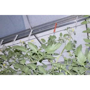 Carlig HD palisare suport plante, tomate