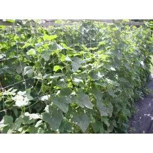 Plasa plante cataratoare Horti-Plant alba, 15x15 cm