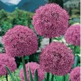 Bulbi allium His Exellency, 1 bulb