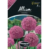 Bulbi allium His Exellency, 1 bulb