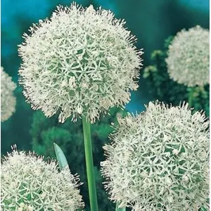 Bulbi allium Mont Blanc, 1 bulb