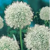Bulbi allium Mont Blanc, 1 bulb