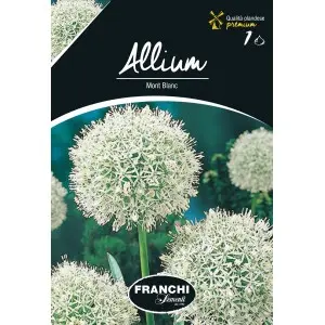 Bulbi allium Mont Blanc, 1 bulb