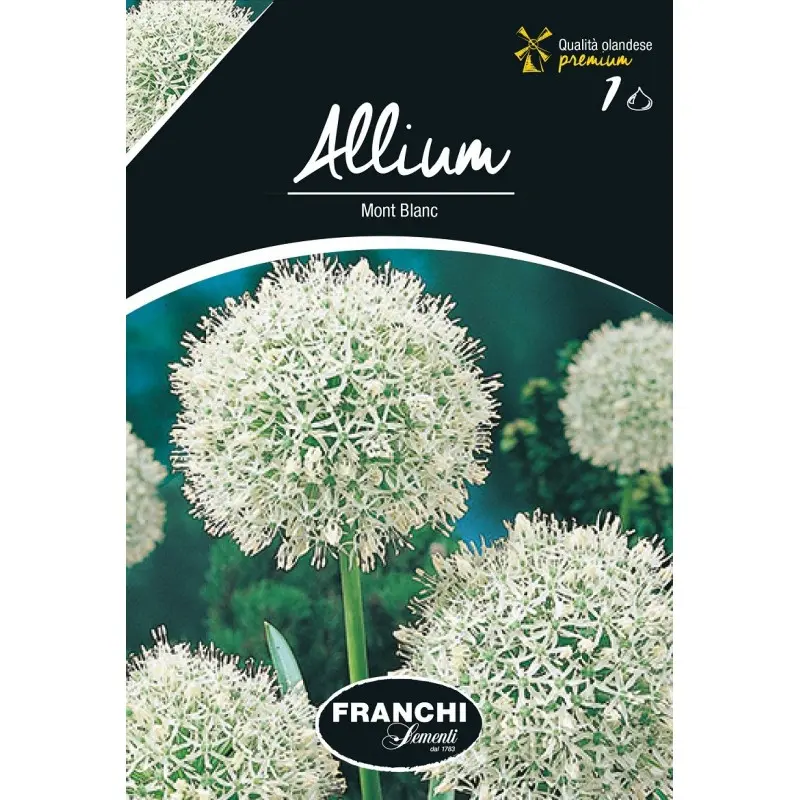 Bulbi allium Mont Blanc, 1 bulb