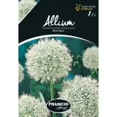 Bulbi allium Mont Blanc, 1 bulb
