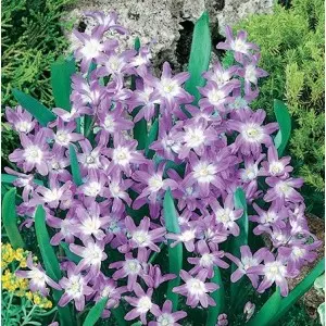 Bulbi chionodoxa Luciliae Gigantea, 25 bulbi